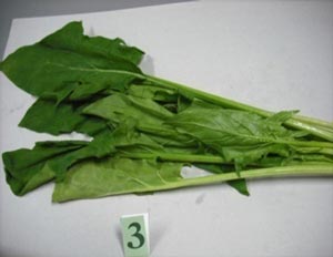 冷蔵保存 バイオマス 米ぬか袋 保存効果 野菜